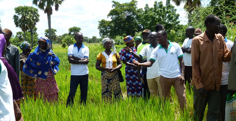 Renforcer la durabilité et la résilience de l’agriculture familiale : l’application de la démarche CEP au Togo